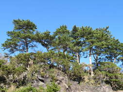 Image of Japanese Black Pine