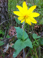 Image of heartleaf arnica