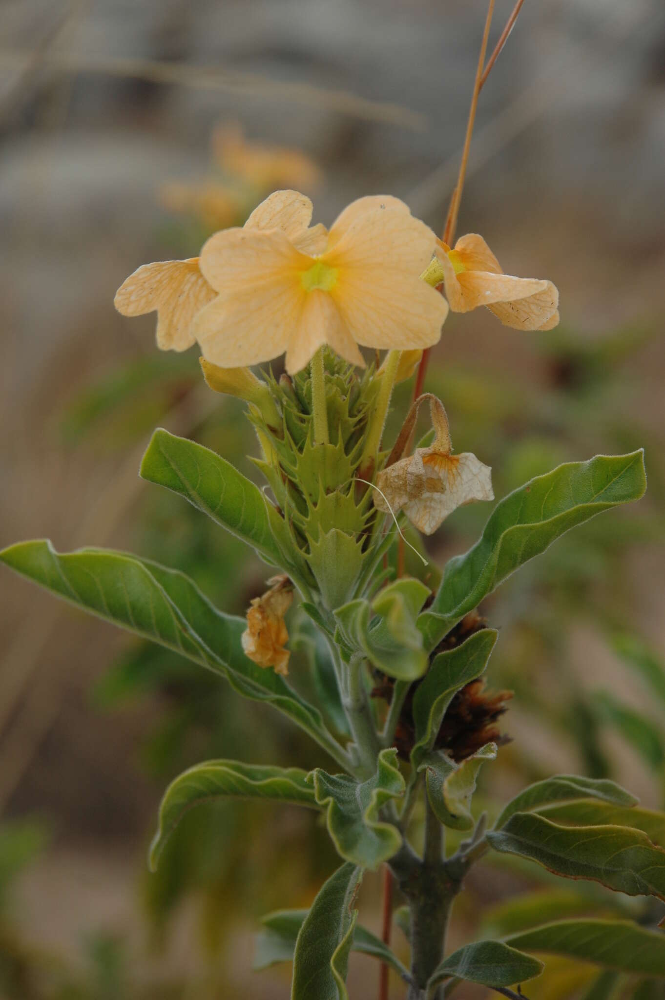 Image of Crossandra isaloensis K. Vollesen