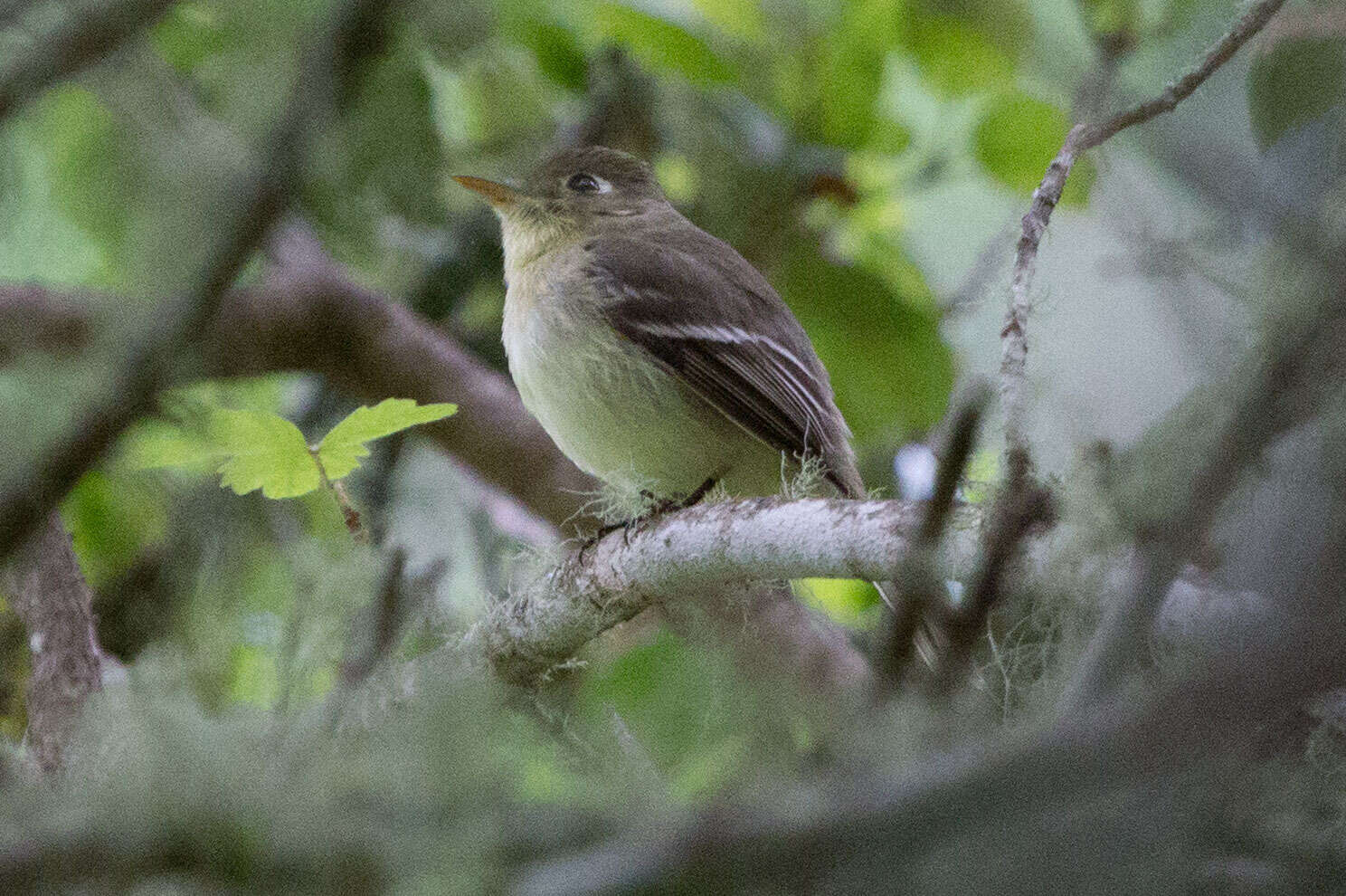 Image of Pacific-slope Flycatcher