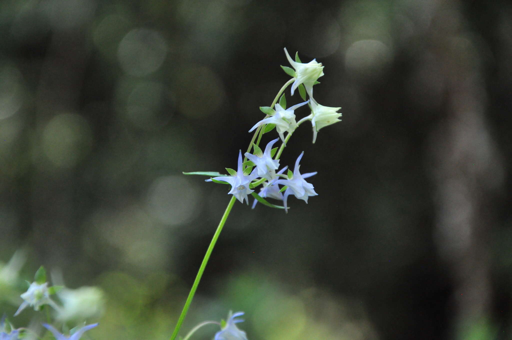 Image of Halenia elliptica D. Don