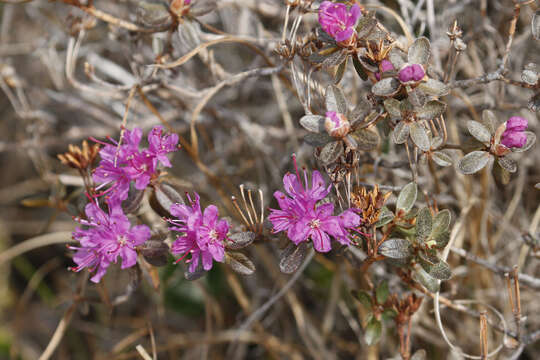 Image of Lapland rosebay