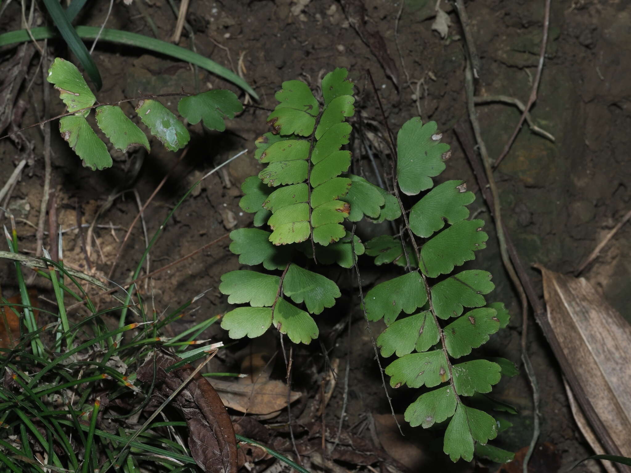 Image of Adiantum soboliferum Wall.