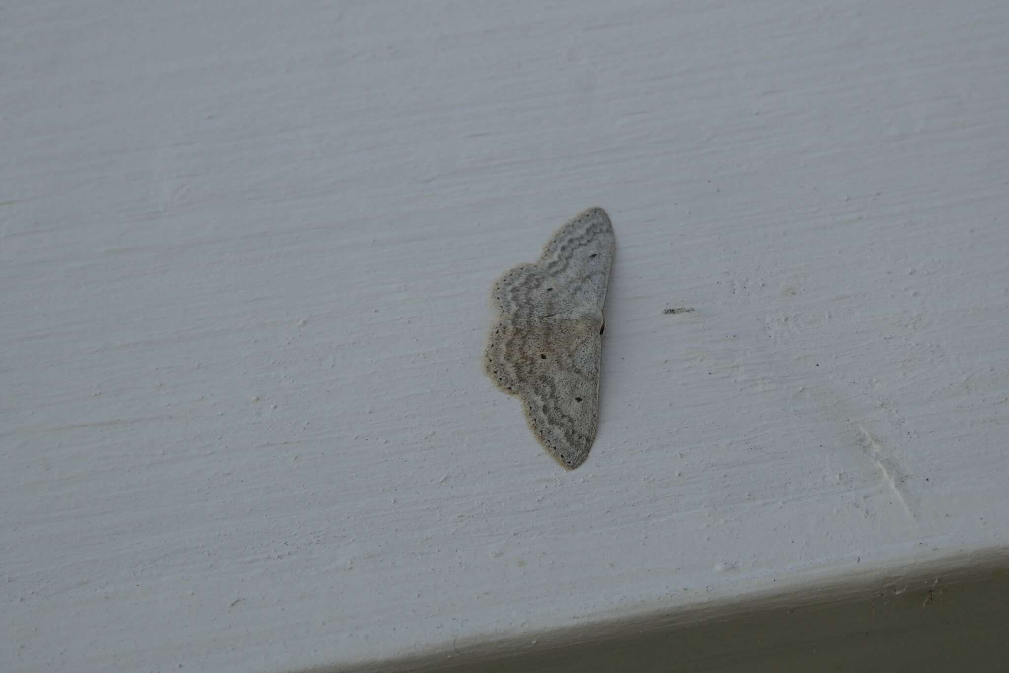 Слика од Scopula incanata Linnaeus 1758