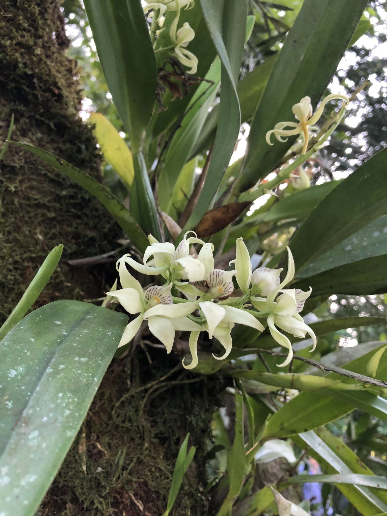 Image of Prosthechea fragrans (Sw.) W. E. Higgins