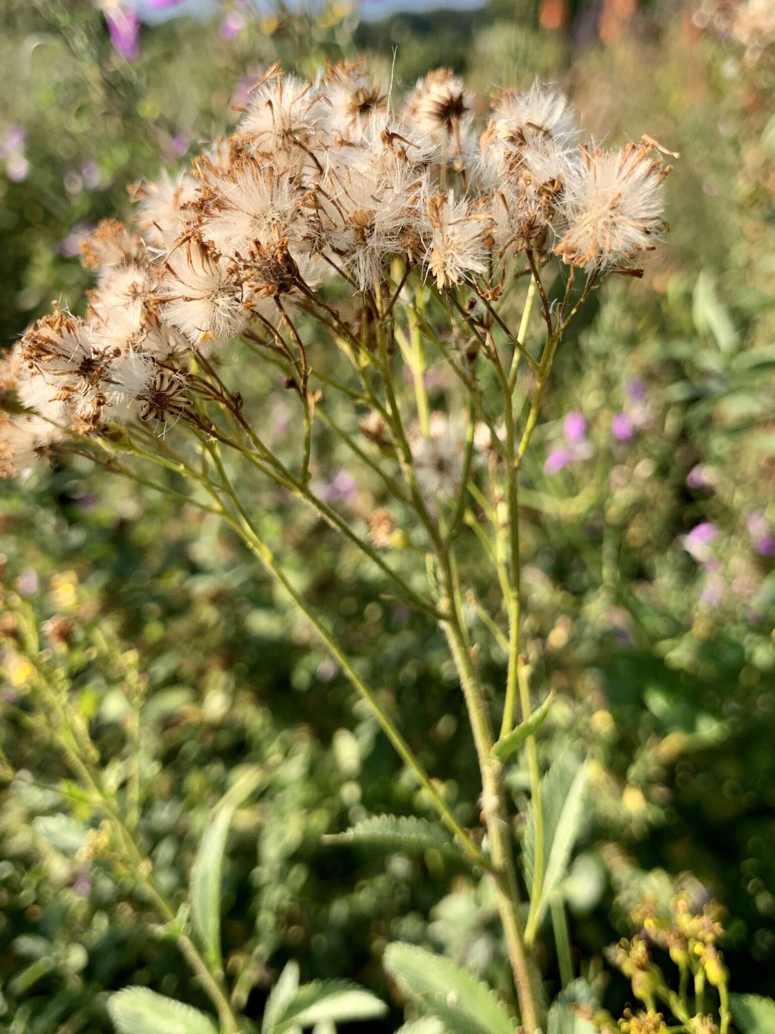 Imagem de Senecio serratuloides DC.