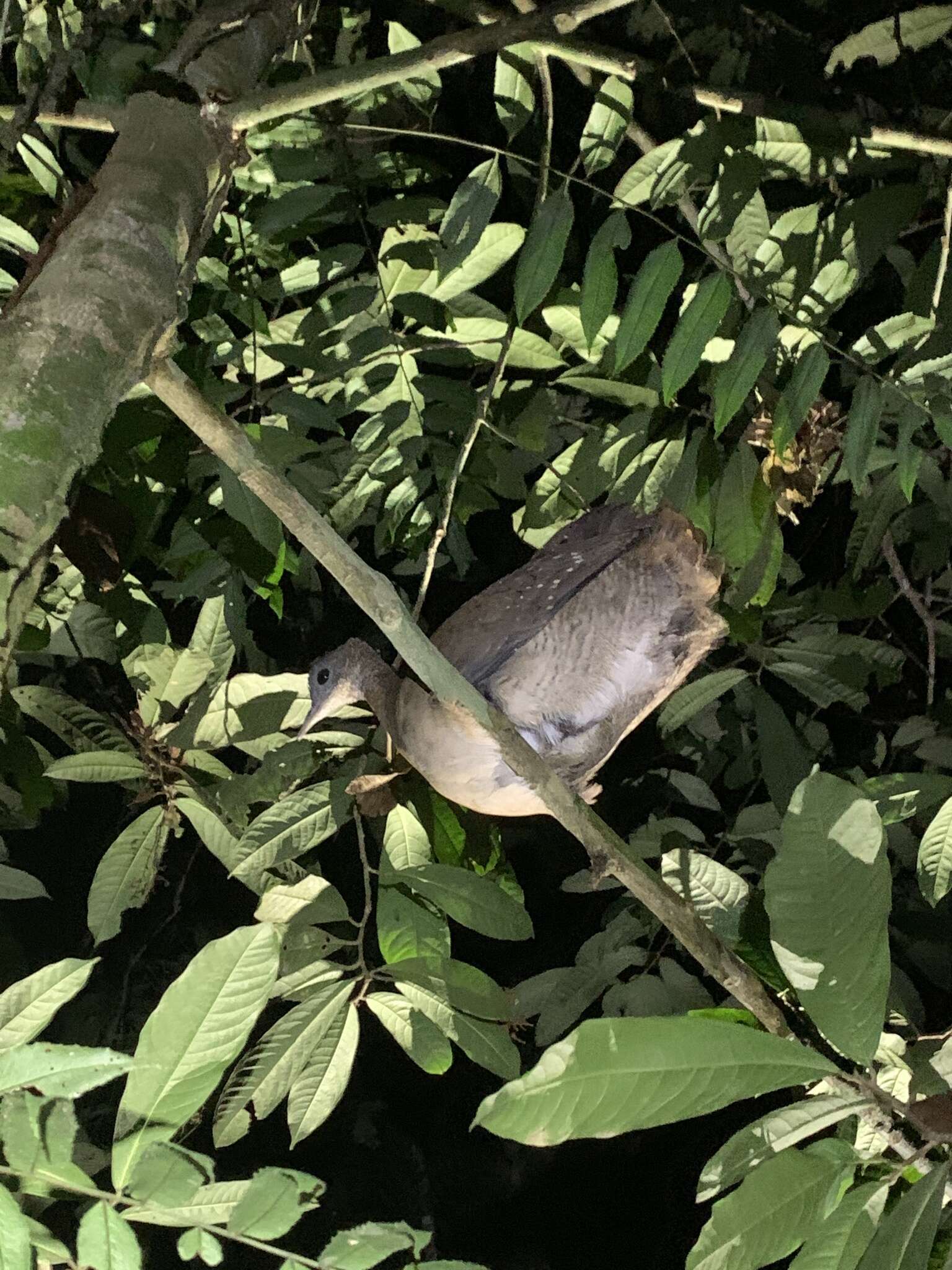 Image of White-throated Tinamou