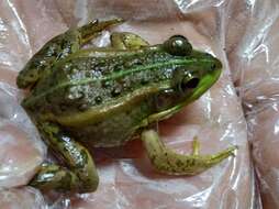 Image of Beijing Gold-striped Pond Frog