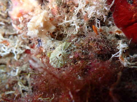 Image of Common Keyhole Limpet