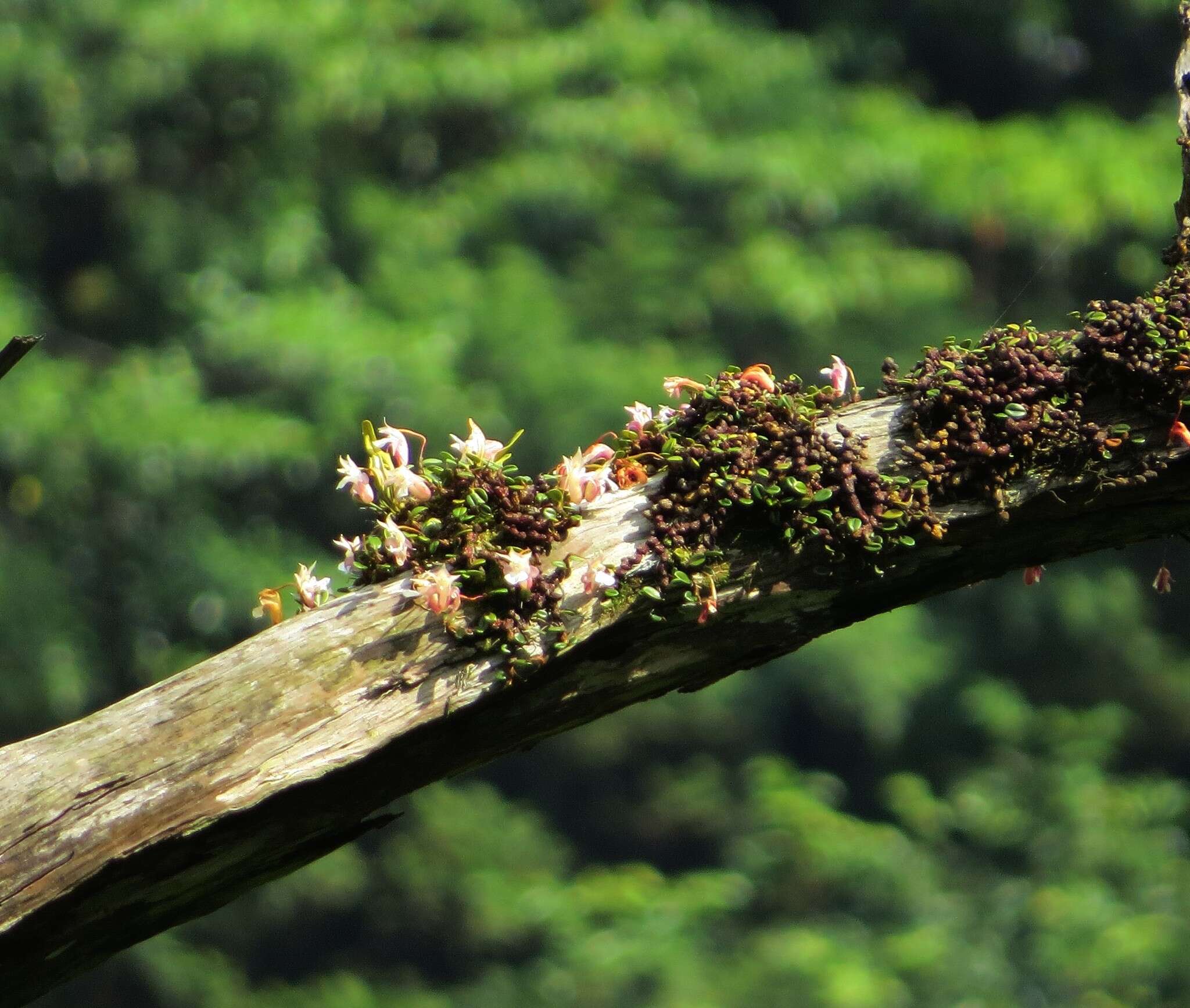 Dendrobium sanseiense Hayata的圖片