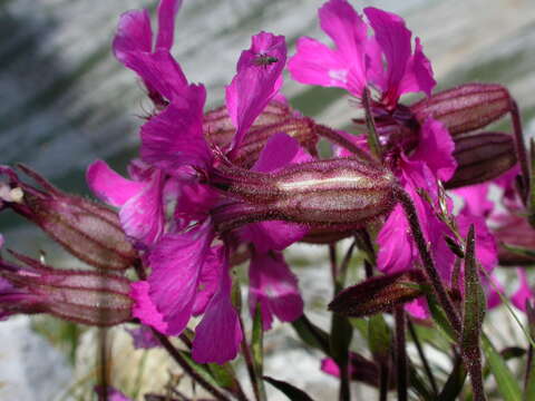 Image de Silene elisabethae Jan