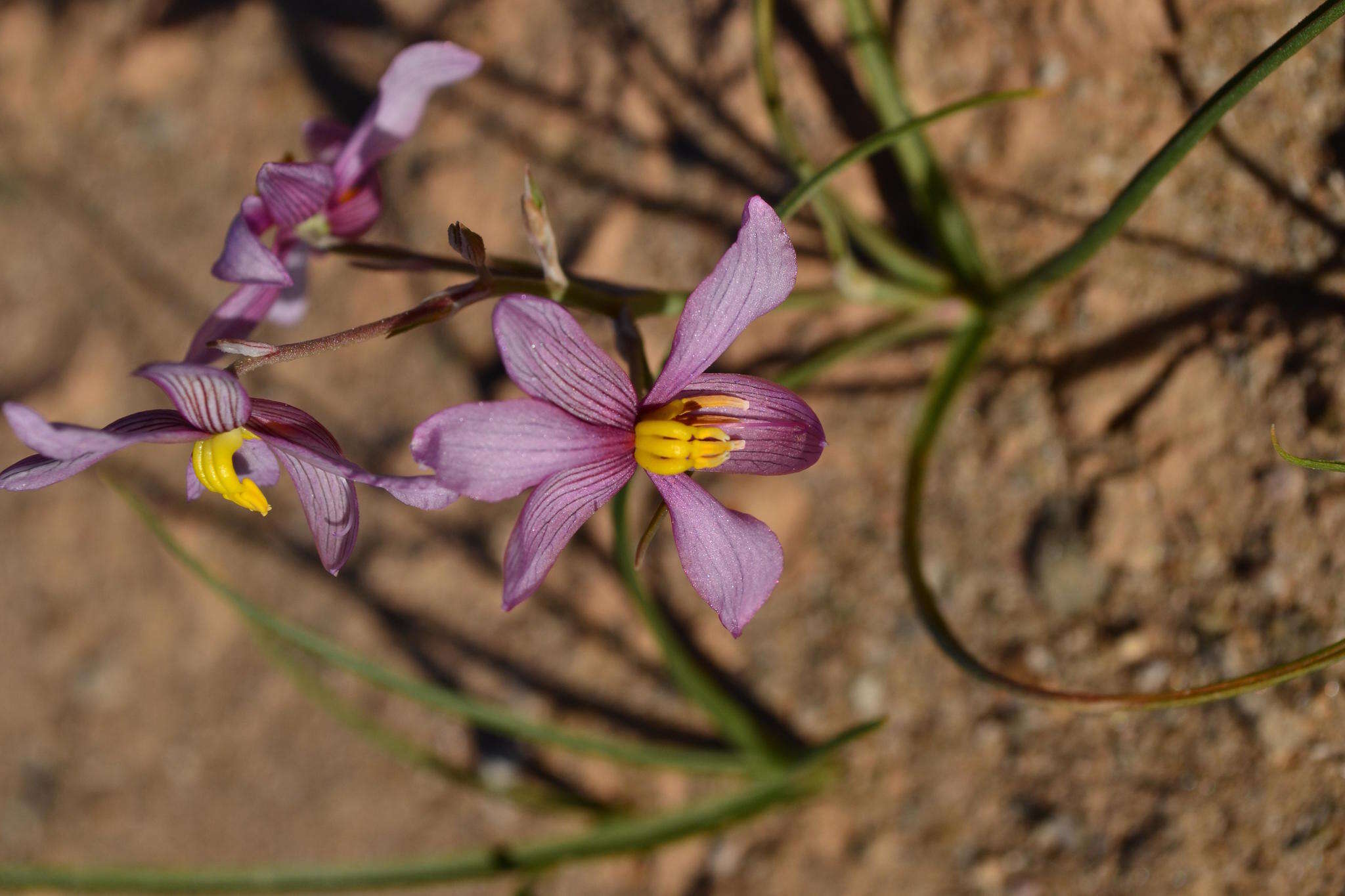 Image of Cyanella ramosissima (Engl. & Krause) Engl. & K. Krause