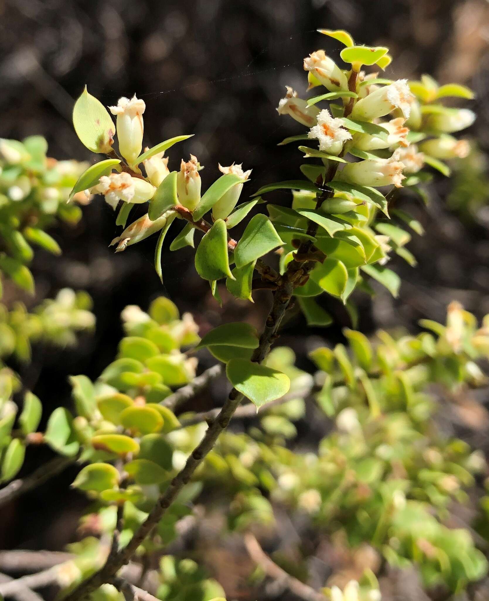 Image of Leucopogon cordifolius Lindl.