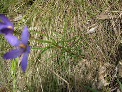 Cheiranthera alternifolia E. M. Bennett resmi