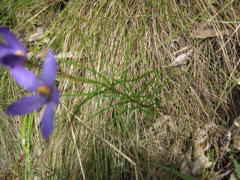 Image de Cheiranthera alternifolia E. M. Bennett