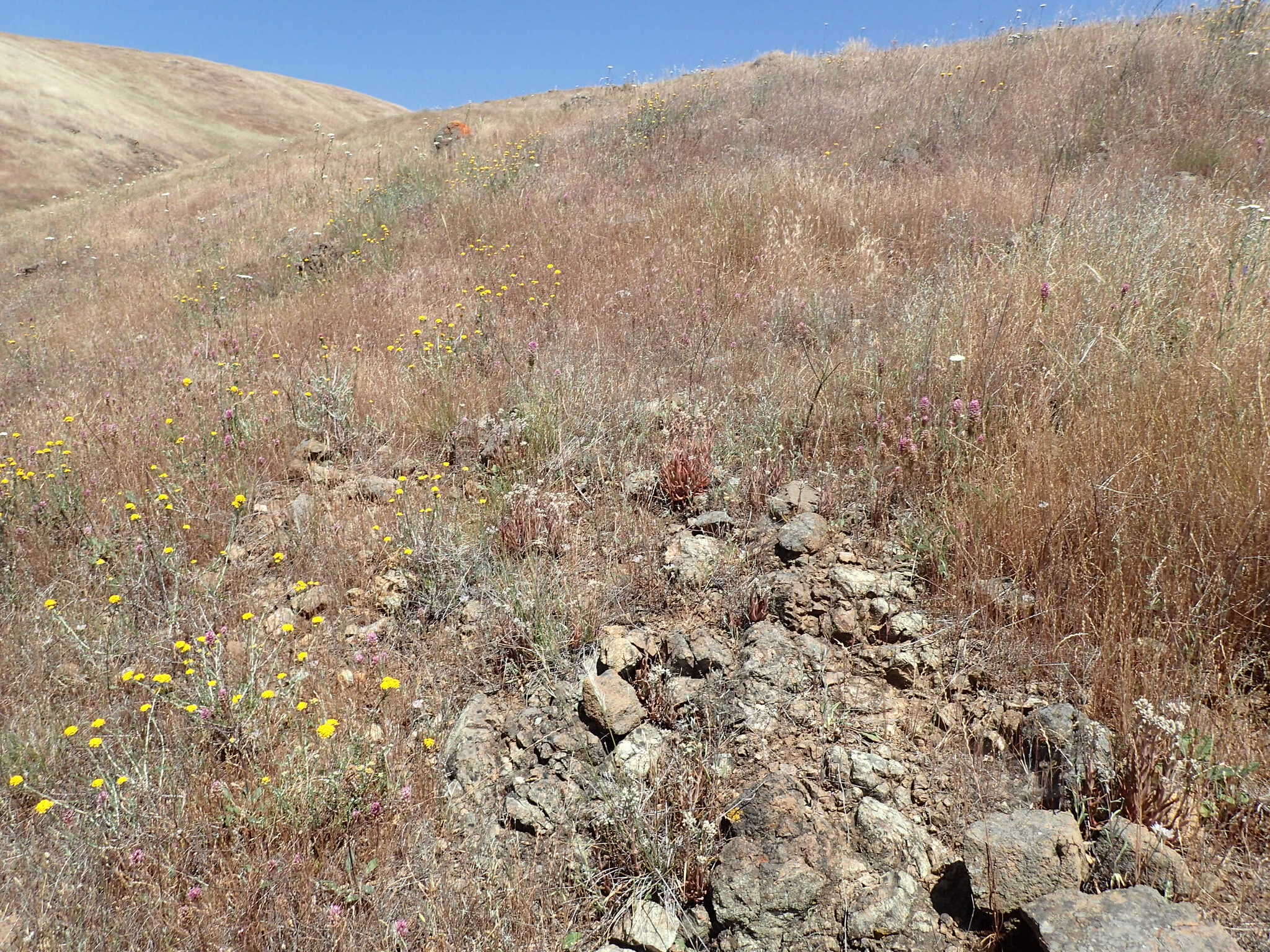 Imagem de Dudleya abramsii subsp. setchellii (Jeps.) Moran