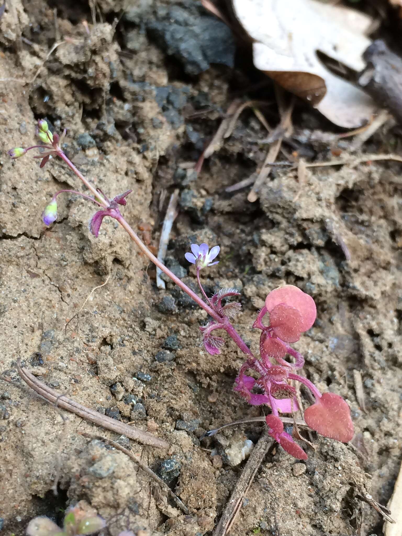 Image of Small-flower Tonella