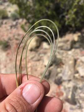 Image of New Mexico feathergrass