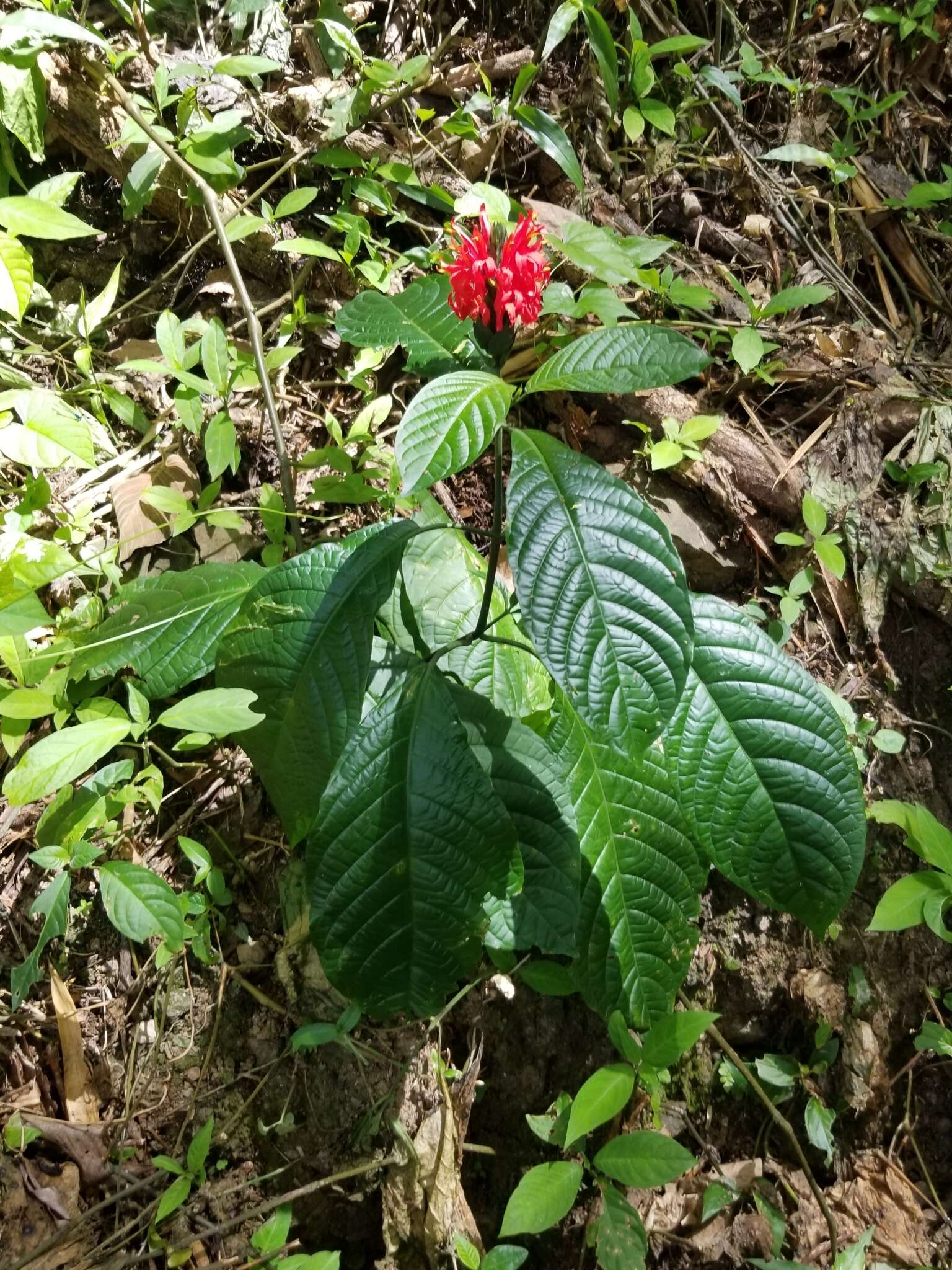 Pachystachys coccinea (Aubl.) Nees resmi