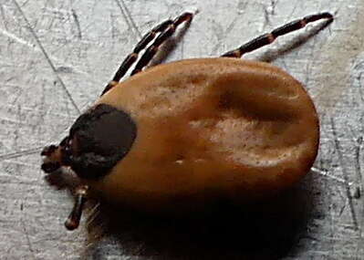 Image of Tick