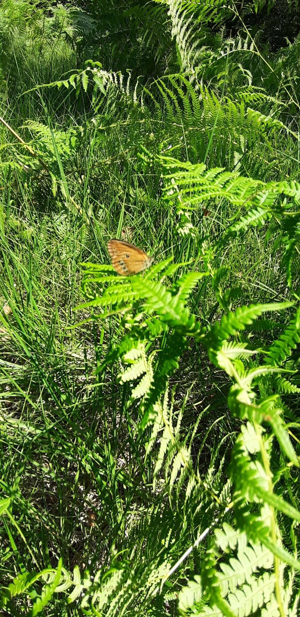 Image of False Ringlet