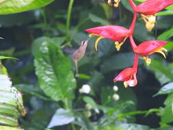 Image of Long-billed Hermit