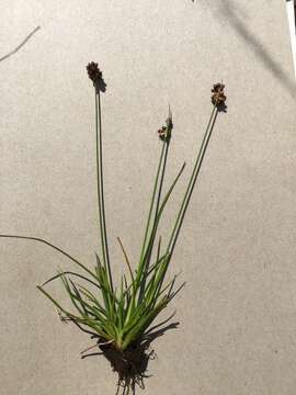 Image of Juncus dregeanus Kunth