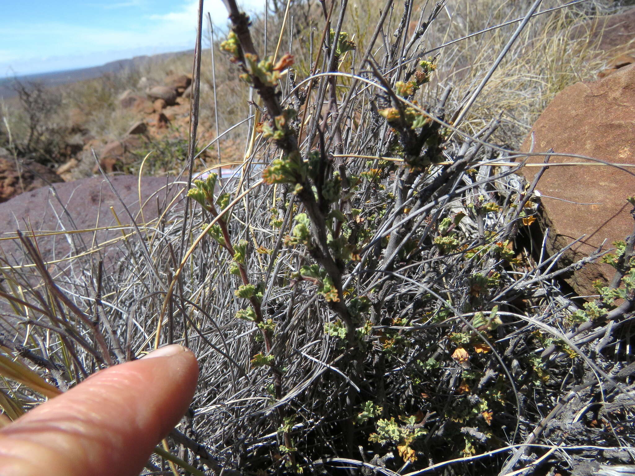 Image of Hermannia desertorum Eckl. & Zeyh.