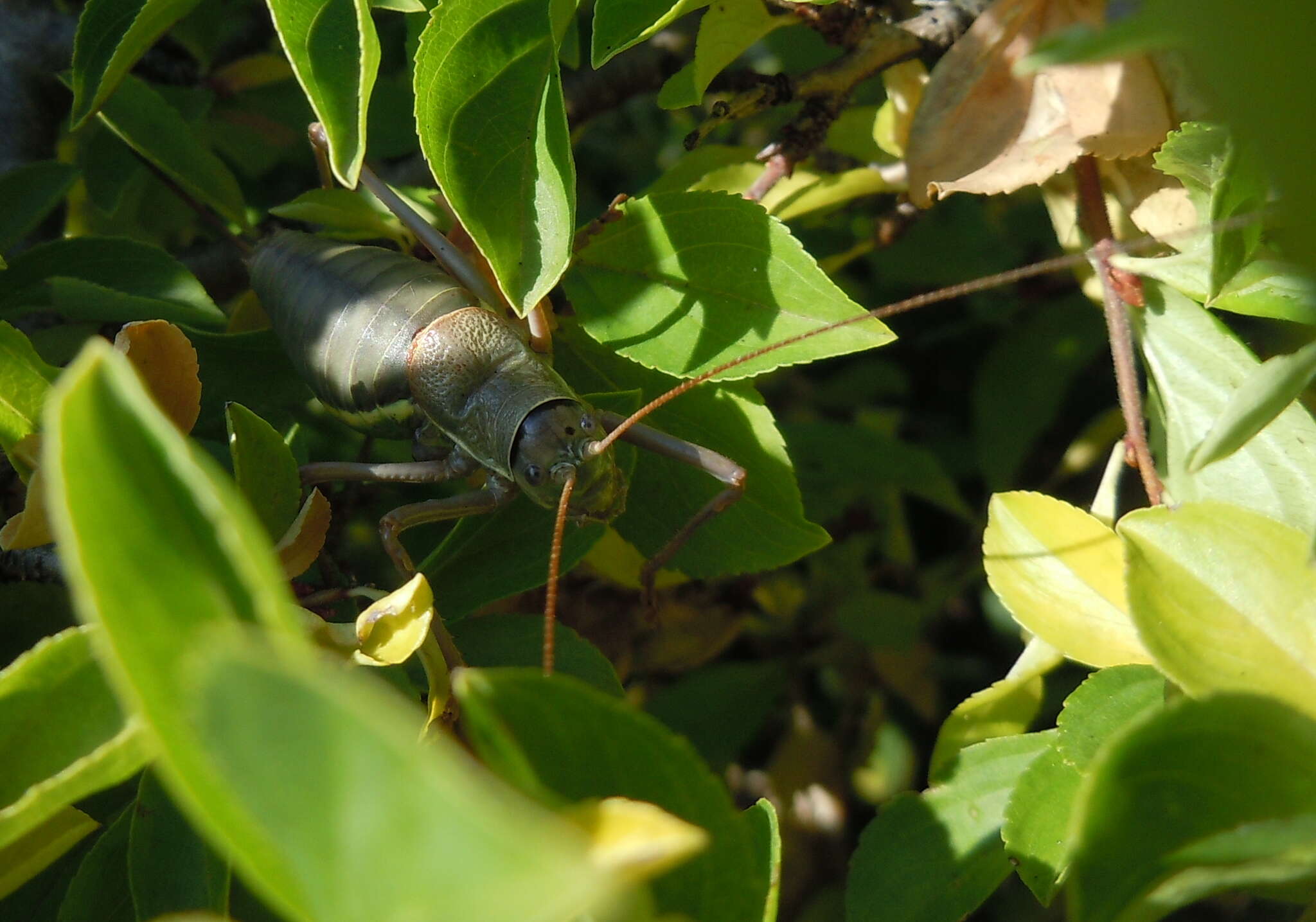 Image of saddle-backed bush-cricket