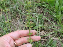 Image of lyreleaf sage