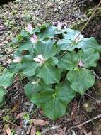 Trillium chloropetalum var. giganteum (Hook. & Arn.) Munz resmi