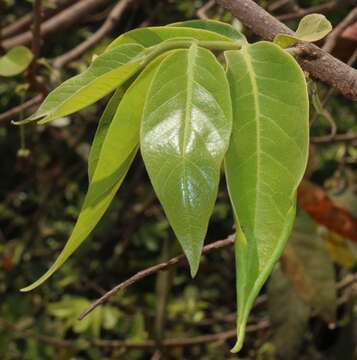 Image of Miliusa tomentosa (Roxb.) J. Sinclair