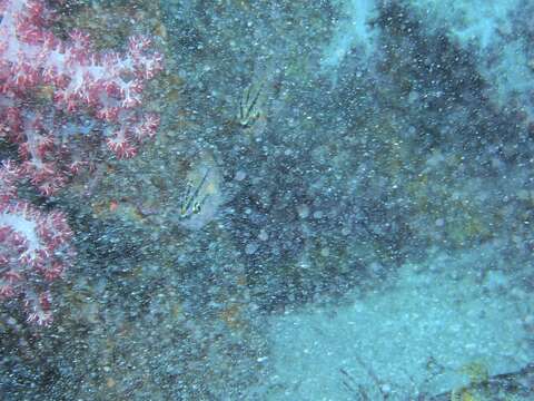 Image of Barface cardinalfish