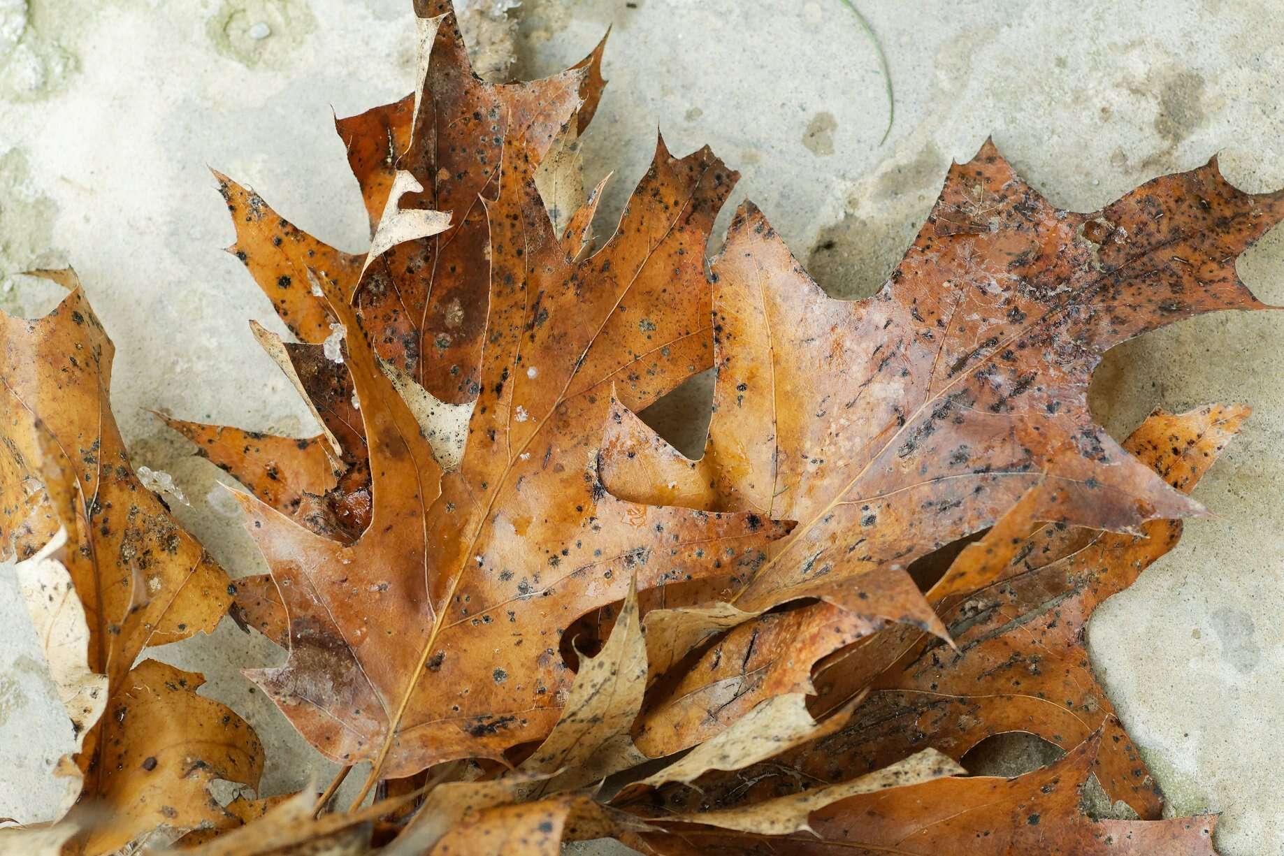 Imagem de Quercus hawkinsiae Sudw.