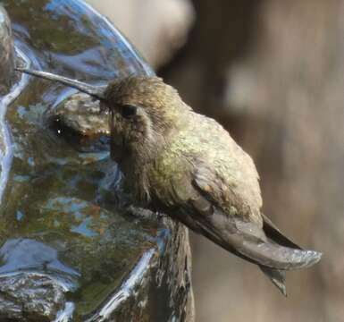 Phaeoptila Gould 1861 resmi