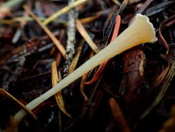 Image of Clavicorona taxophila (Thom) Doty 1947