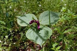 Imagem de Trillium erectum var. erectum