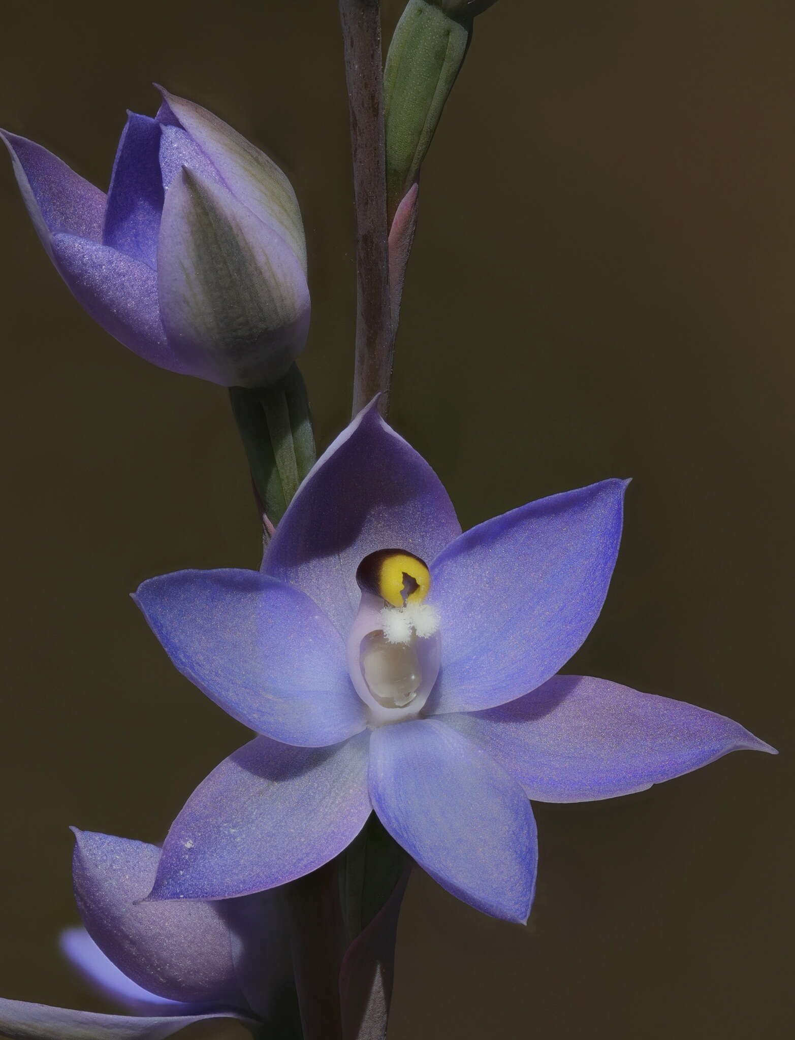 Image of Kath's sun orchid