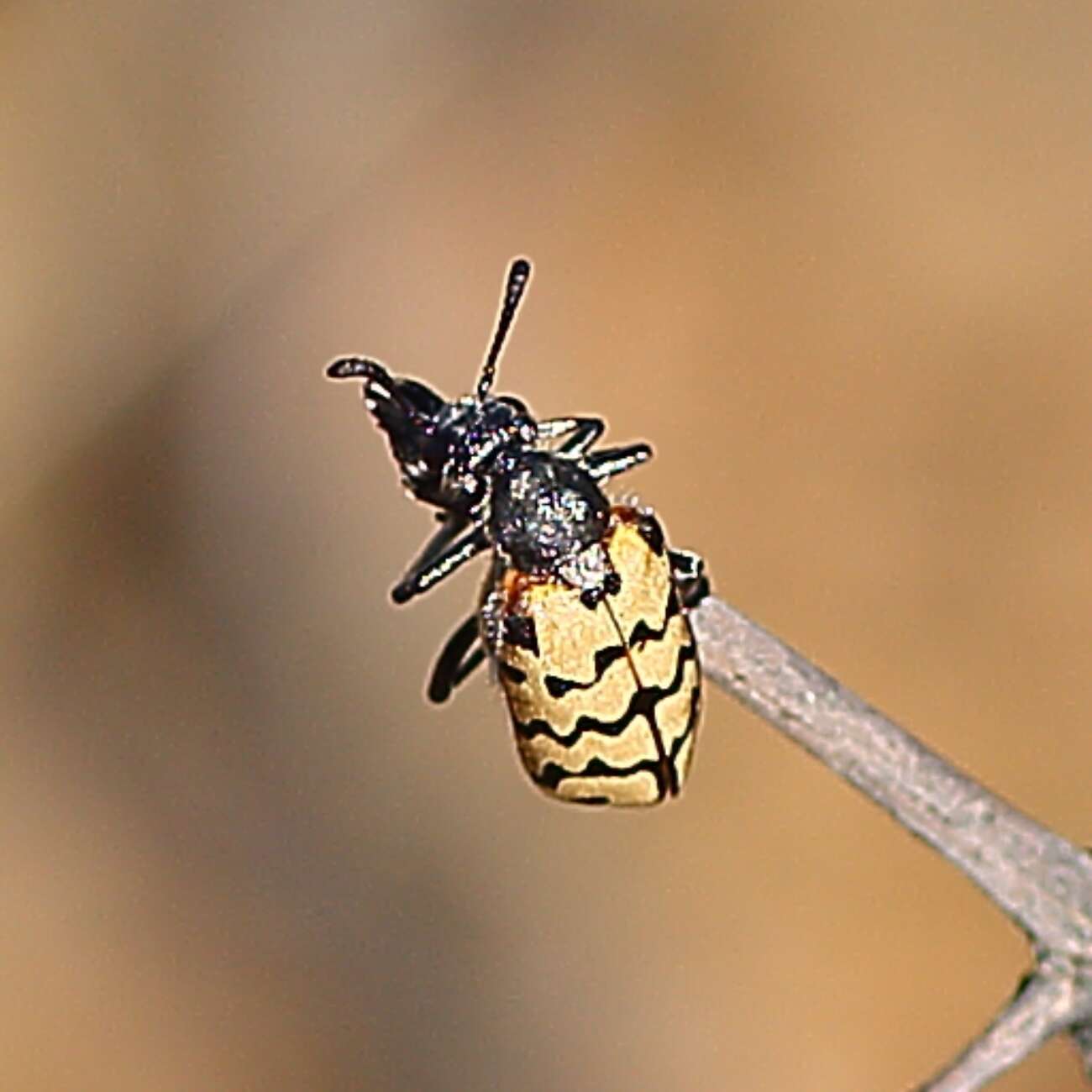 Image de <i>Hycleus dentatus</i>