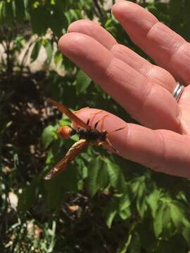 Image of <i>Polistes <i>comanchus</i></i> comanchus