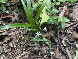 Image of Hypoxis nivea Y. Singh