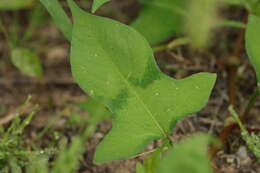 Sivun Persicaria thunbergii (Sieb. & Zucc.) H. Gross kuva