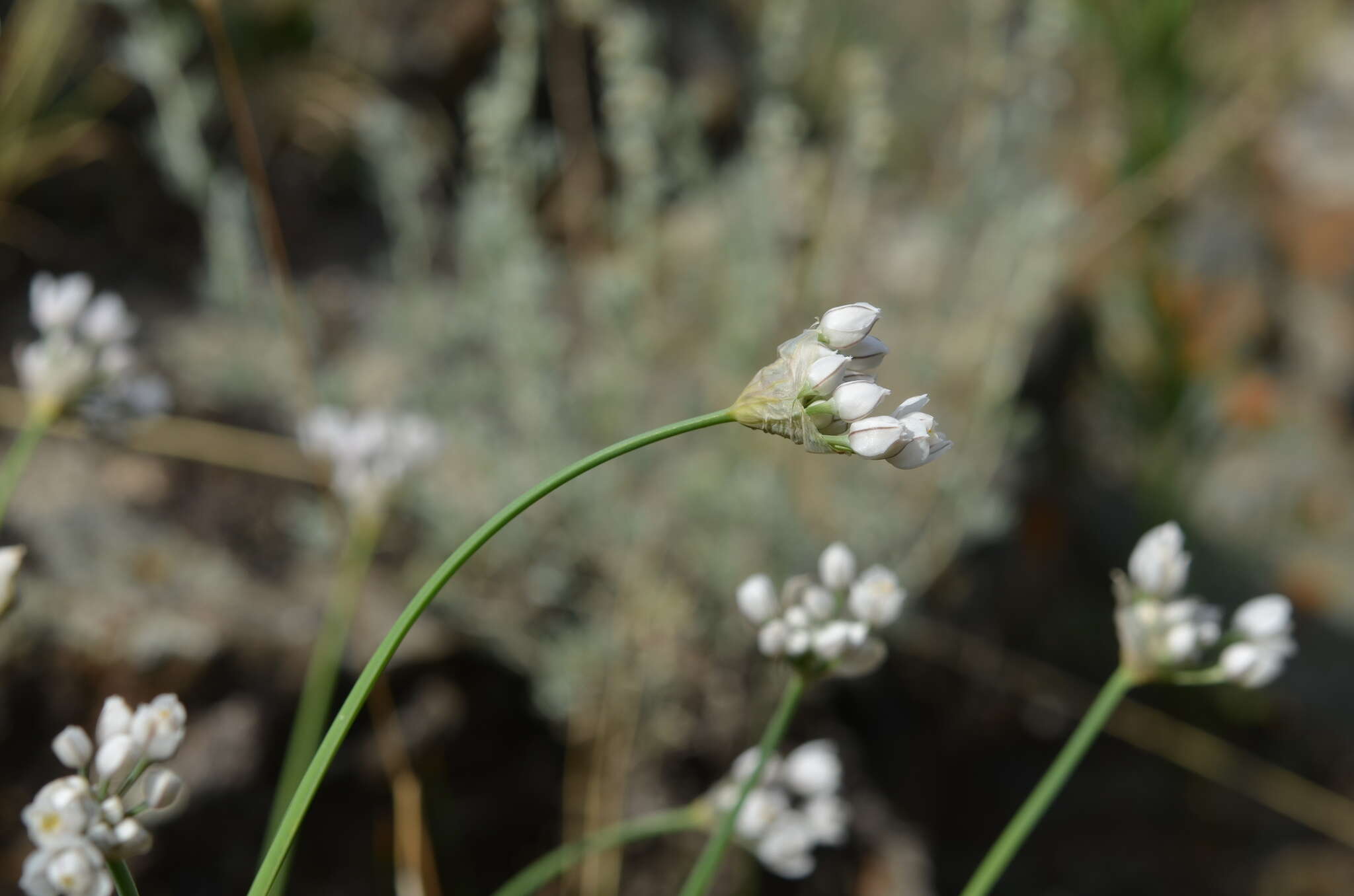 Image of Allium oreoprasum Schrenk