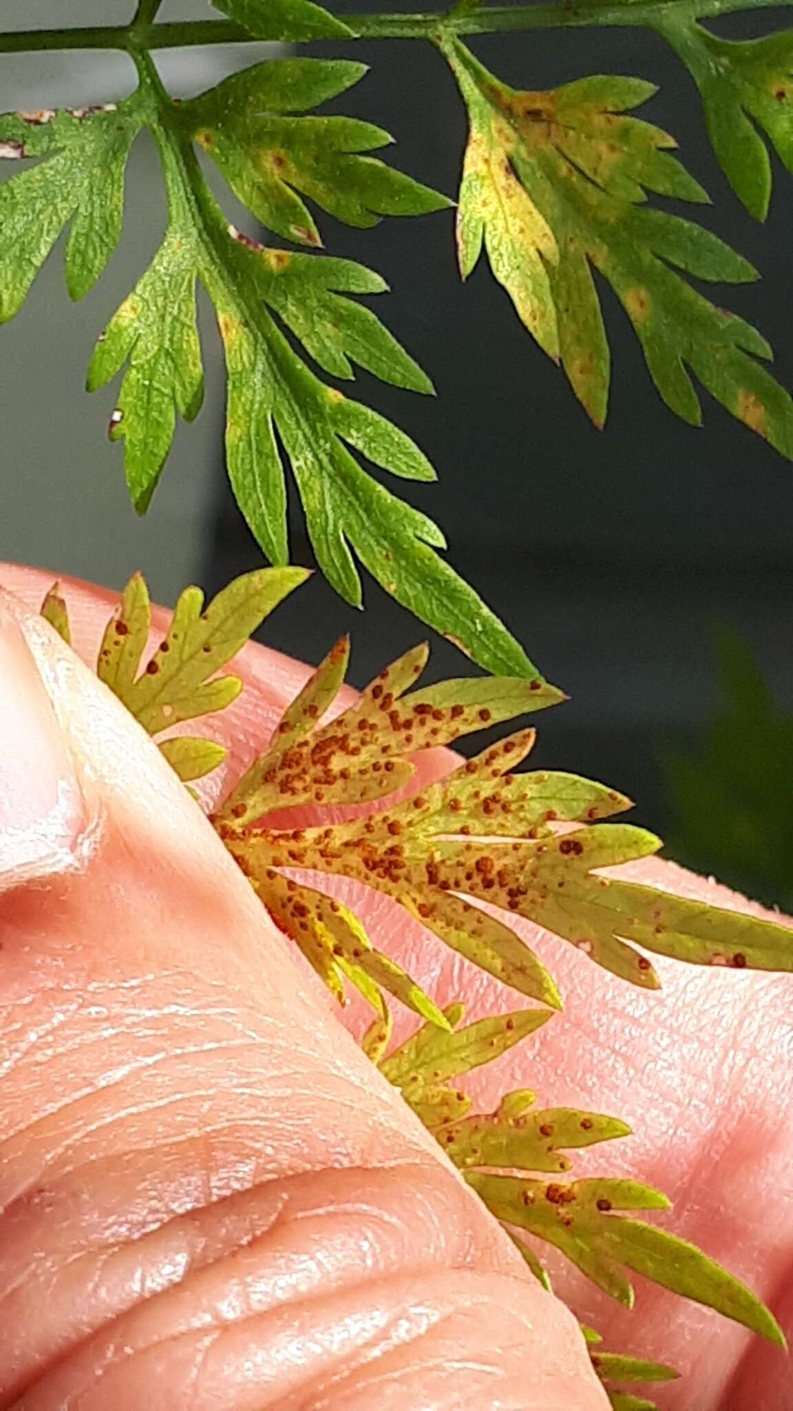 Слика од Puccinia nitida (F. Strauss) Barclay 1891