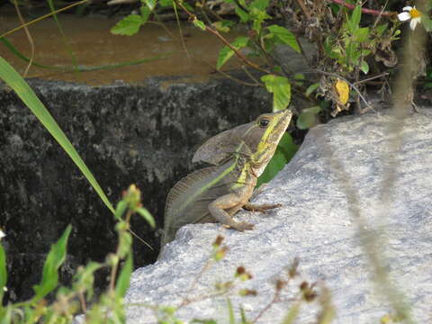 Image of Brown Basilisk