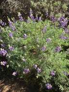 Image of Douglas' silver lupine