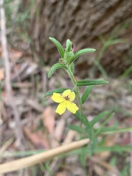 Image of Goodenia heterophylla Sm.