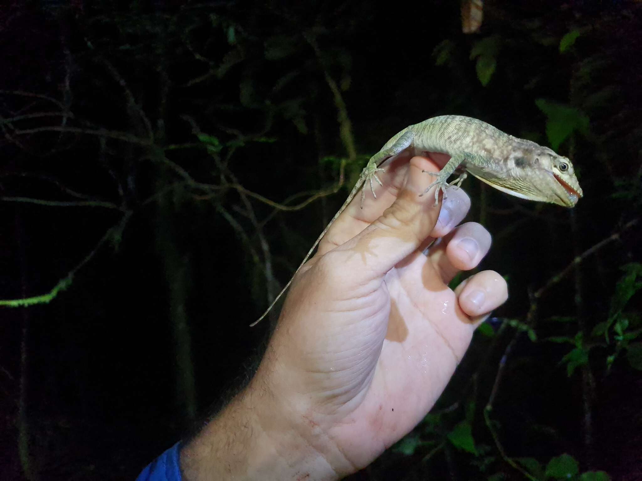 Image of Barahona  Anole