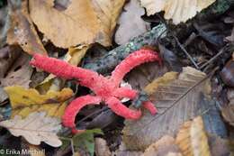 Image of octopus stinkhorn