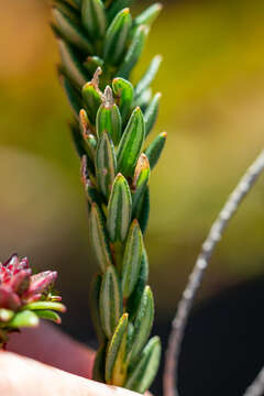 Image of Adenandra viscida Eckl. & Zeyh.